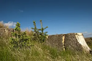 Natural woodland regeneration after mature woodland was felled, conifer saplings growing beside stump, England, may