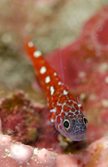 Dwarf Goby Prints: Naudes Rubble Dwarfgoby (Trimma naudei) adult