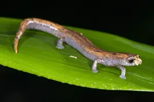 Salamanders Prints: Nauta Mushroomtongue Salamander (Bolitoglossa altamazonica) adult