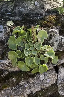 Edible Prints: Navelwort, Penny-pies, or Wall Pennywort - Umbilicus rupestris, is a fleshy, perennial
