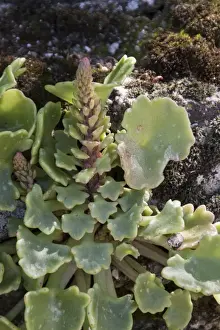 Navelwort, Penny-pies, or Wall Pennywort - Umbilicus rupestris, is a fleshy, perennial