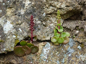 Green Prints: Navelwort (Umbilicus rupestris) red and green form