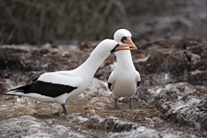 Anniversary Prints: Nazca Booby (Sula granti) adult pair, in courtship display, Galapagos Islands