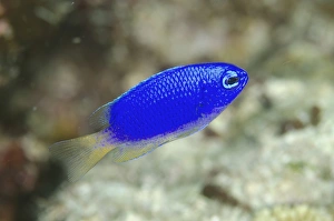 Komodo Prints: Neon Damselfish (Pomacentrus coelestis) adult