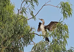 Neotropic Cormorant (Phalacrocorax brasilianus) immature, stretching wings at tree roost, Panama City, Panama, November