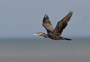 Central America Prints: Neotropic Cormorant (Phalacrocorax brasilianus) sub-adult