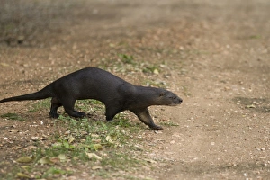 Long Tailed Prints: Neotropical Otter (Lontra longicaudis) adult
