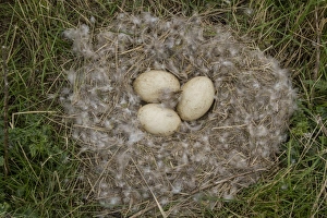 Down Prints: Nest and eggs of Canada Goose