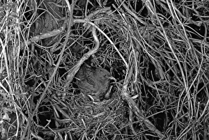 Blackbirds Prints: Nesting Blackbird at Staverton Forest, Suffolk -1948. Taken by Eric Hosking