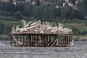 Nest Prints: Nesting colony of Dalmatian Pelican on Lake Kerkini, Greece