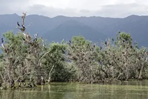 Nest Prints: Nesting colony of Great Cormorants on Lake kerkini Northern Greece