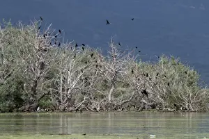Nesting colony of Great Cormorants on Lake kerkini Northern Greece