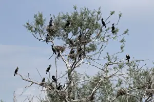 Nesting colony of Great Cormorants on Lake kerkini Northern Greece