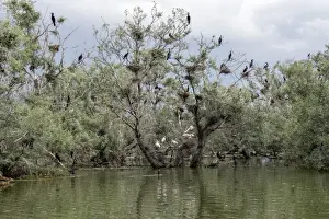 Nest Prints: Nesting colony of Great Cormorants and Spoonbills on Lake kerkini Northern Greece