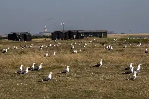 Lesser Prints: Nesting colony of Lesser Black backed Gulls on Havergate Island with Orford Ness light house in the distance