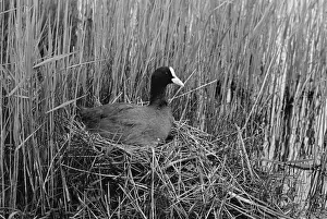 Classic Prints: Nesting Coot at Minsmere Suffolk. Taken by Eric Hosking in 1950