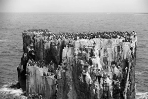 Eric Prints: Nesting Guillemots Farne Island. Taken by Eric Hosking in 1953