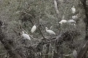 Nest Prints: Nesting Spponbills, Lake, Kerkini, Northern Greece