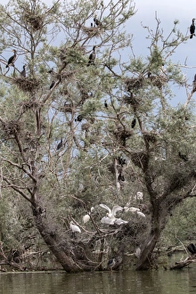 Nest Prints: Nesting Spponbills in nesting colony of Cormorants, Lake, Kerkini, Northern Greece