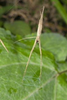 Net-casting Spider (Deinopis sp. ) subadult, hunting with web net, Manu Road, Departemento Cusco, Andes, Peru