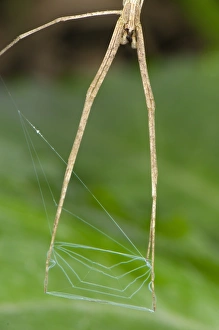 Net-casting Spider (Deinopis sp. ) subadult, close-up of legs, hunting with web net, Manu Road, Departemento Cusco, Andes, Peru