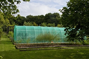 Mesh Prints: A net tunnel to protect fruit and veg from pests and the frost. Note asparagus bed