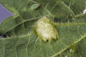Stinging Prints: Nettle leaf gall caused by a midge