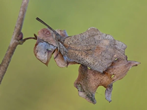 Nettle-tree Butterfly (Libythea celtis) adult, camouflaged on dry leaf, Peloponesos, Southern Greece, april