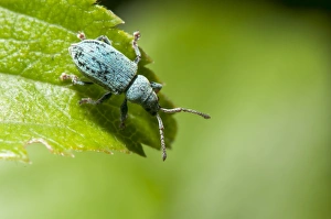 Weevil Prints: Nettle Weevil (Phyllobius pomaceus) adult, standing on leaf, Kent, England, June