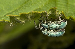 Stinging Prints: Nettle Weevil (Phyllobius pomaceus) adult pair