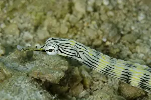 Network Pipefish (Corythoichthys flavofasciatus) adult, close-up of head, Lembeh Straits, Sulawesi, Sunda Islands