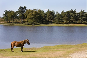 Hampshire Prints: New Forest Pony, adult, standing at edge of lake