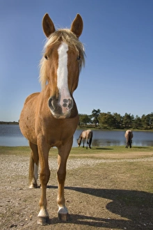 Hampshire Prints: New Forest Pony, three adults, grazing at edge of lake