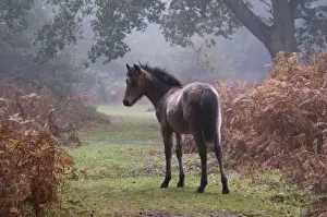 Fern Prints: New Forest Pony, foal, standing beside bracken in autumn colour