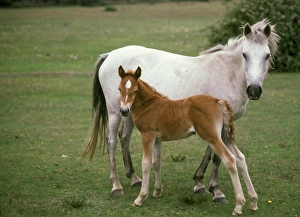 Mare Prints: New Forest Pony, grey mare with foal