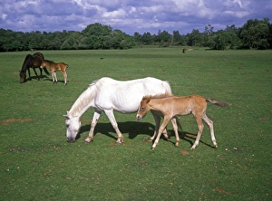Mare Prints: New Forest Pony, mares with foals