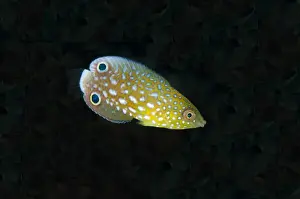 New Guinea Wrasse (Anampses neoguinaicus) juvenile, swimming, Alor Island, Alor Archipelago, Lesser Sunda Islands