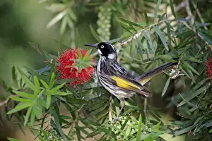 Endemic Prints: New Holland Honeyeater (Phylidonyris novaehollandiae) adult