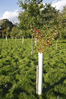 Protects Prints: New Millenium woodland, Guelder Rose (Viburnum opalus) and broadleaf tree saplings protected with plastic sleeves