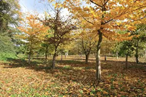 Protects Prints: New Millenium woodland, young trees with plastic sleeves