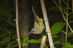 New Zealand Bellbird (Anthornis melanura) adult, clinging to branch, New Zealand, november