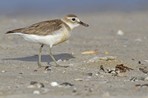 Dotterels Prints: New Zealand Dotterel (Charadrius obscurus) adult
