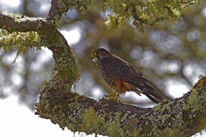 Falcon Prints: New Zealand Falcon (Falco novaeseelandiae) adult