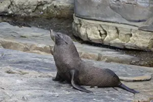 New Zealand Fur Seal (Arctocephalus forsteri) adult, on rocks, Flinders Chase N. P