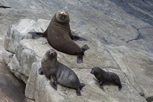 New Zealand Fur Seal (Arctocephalus forsteri) adult male, female and pup, on rocks, Flinders Chase N. P