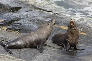 Aggression Prints: New Zealand Fur Seal (Arctocephalus forsteri) two adult males