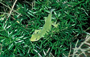 Green Prints: New Zealand Green Tree Gecko, Naultinus elegans