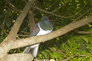New Zealand Pigeon (Hemiphaga novaeseelandiae) adult, perched on branch, New Zealand, november