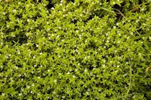 Invasive Prints: New Zealand Pygmyweed (Crassula helmsii) introduced invasive weed