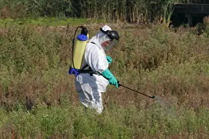 New Zealand Pygmyweed (Crassula helmsii) introduced invasive weed, being sprayed with herbicide by person in protective